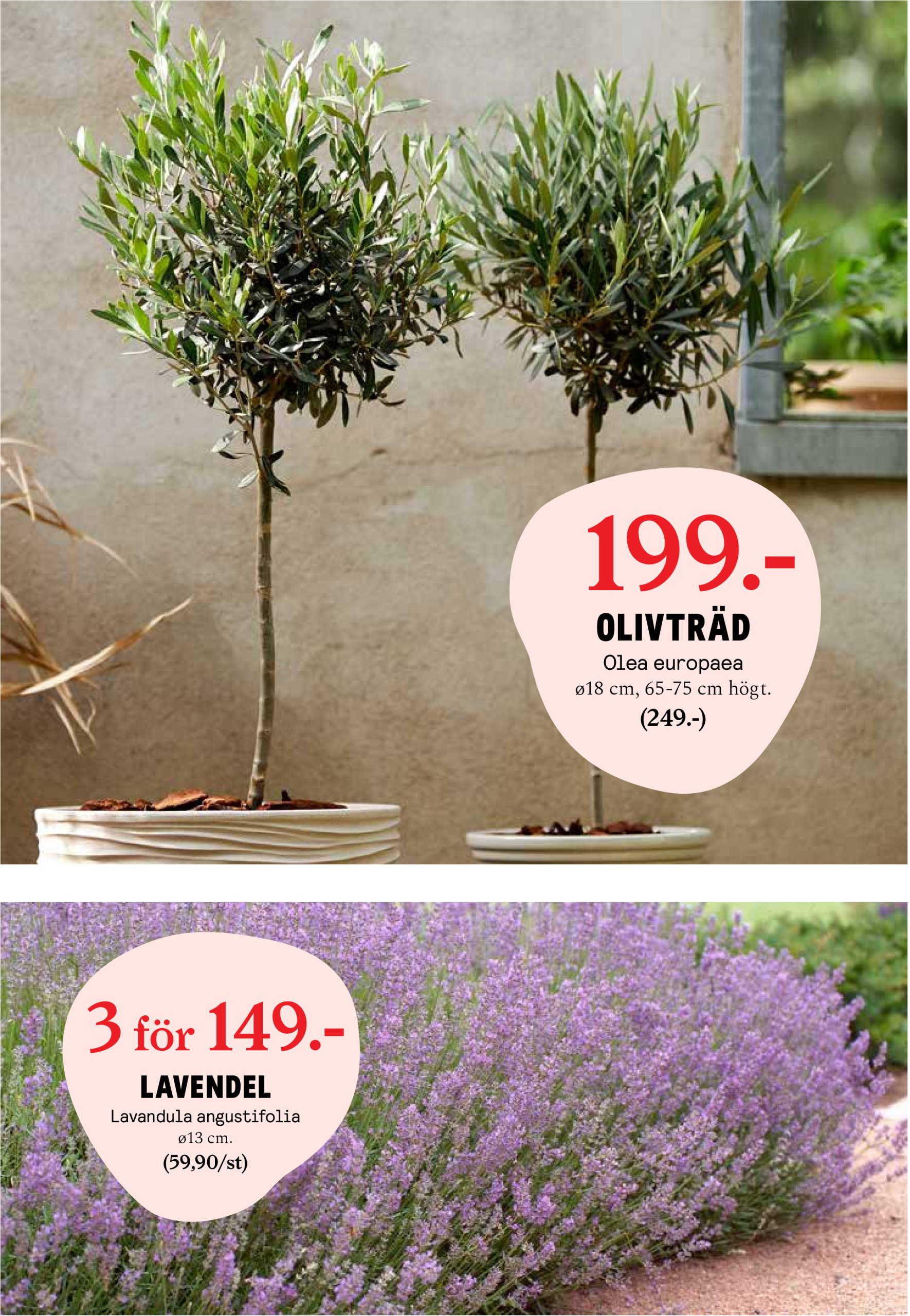 blomster-landet - Blomster Landet-reklambladet giltigt från 12/05 - 18/05 - page: 6