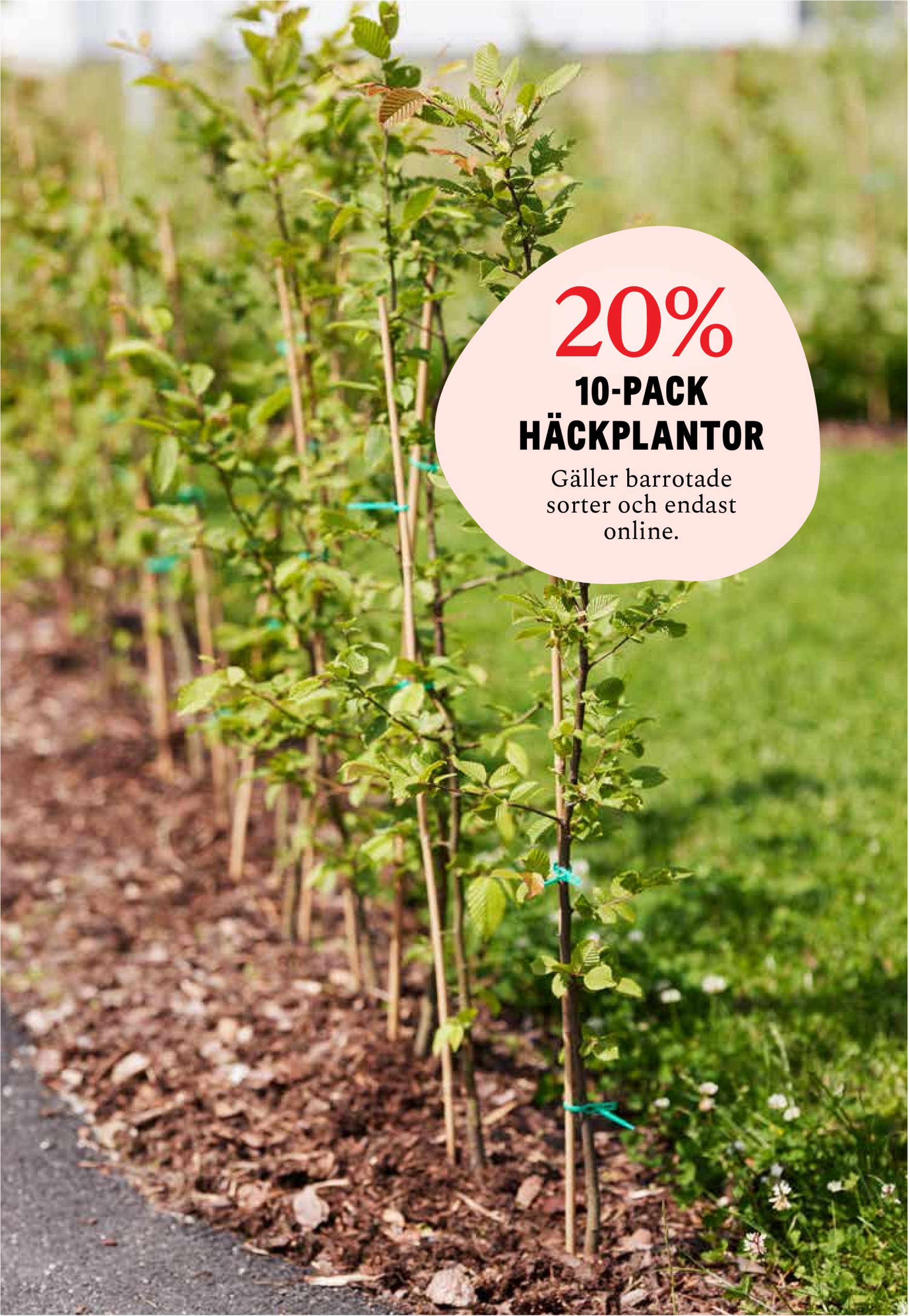 blomster-landet - Blomster Landet-reklambladet giltigt från 19/05 - 25/05 - page: 11