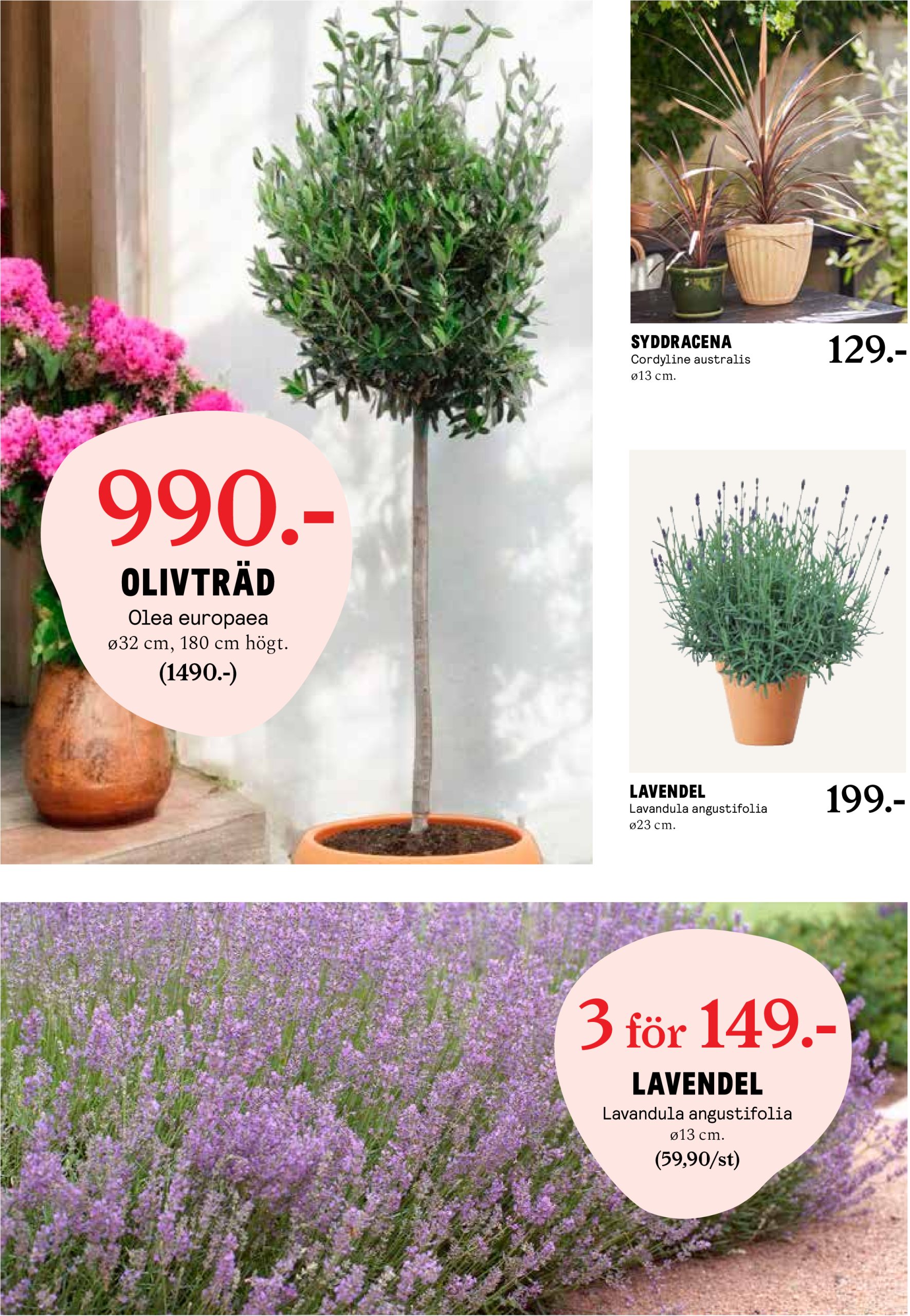 blomster-landet - Blomster Landet-reklambladet giltigt från 19/05 - 25/05 - page: 10