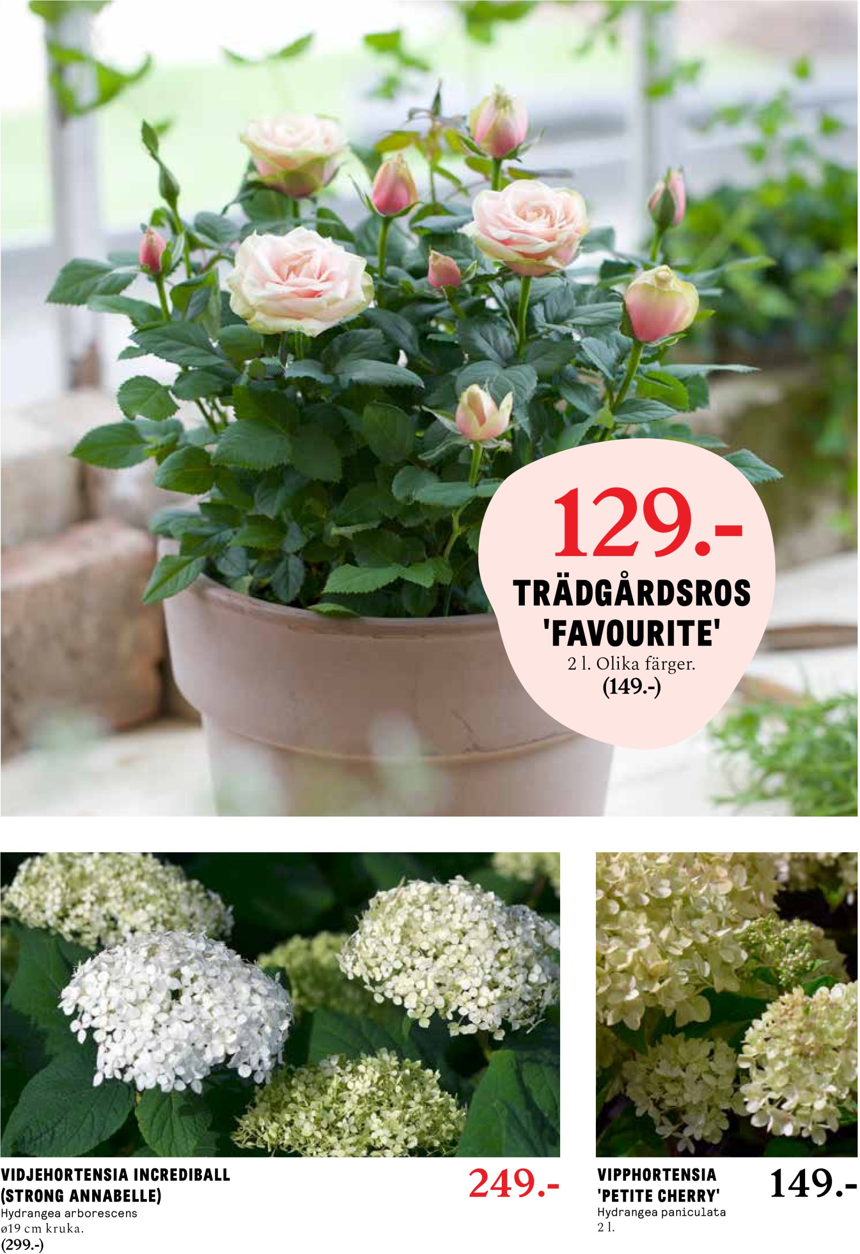 blomster-landet - Blomster Landet-reklambladet giltigt från 19/05 - 25/05 - page: 9