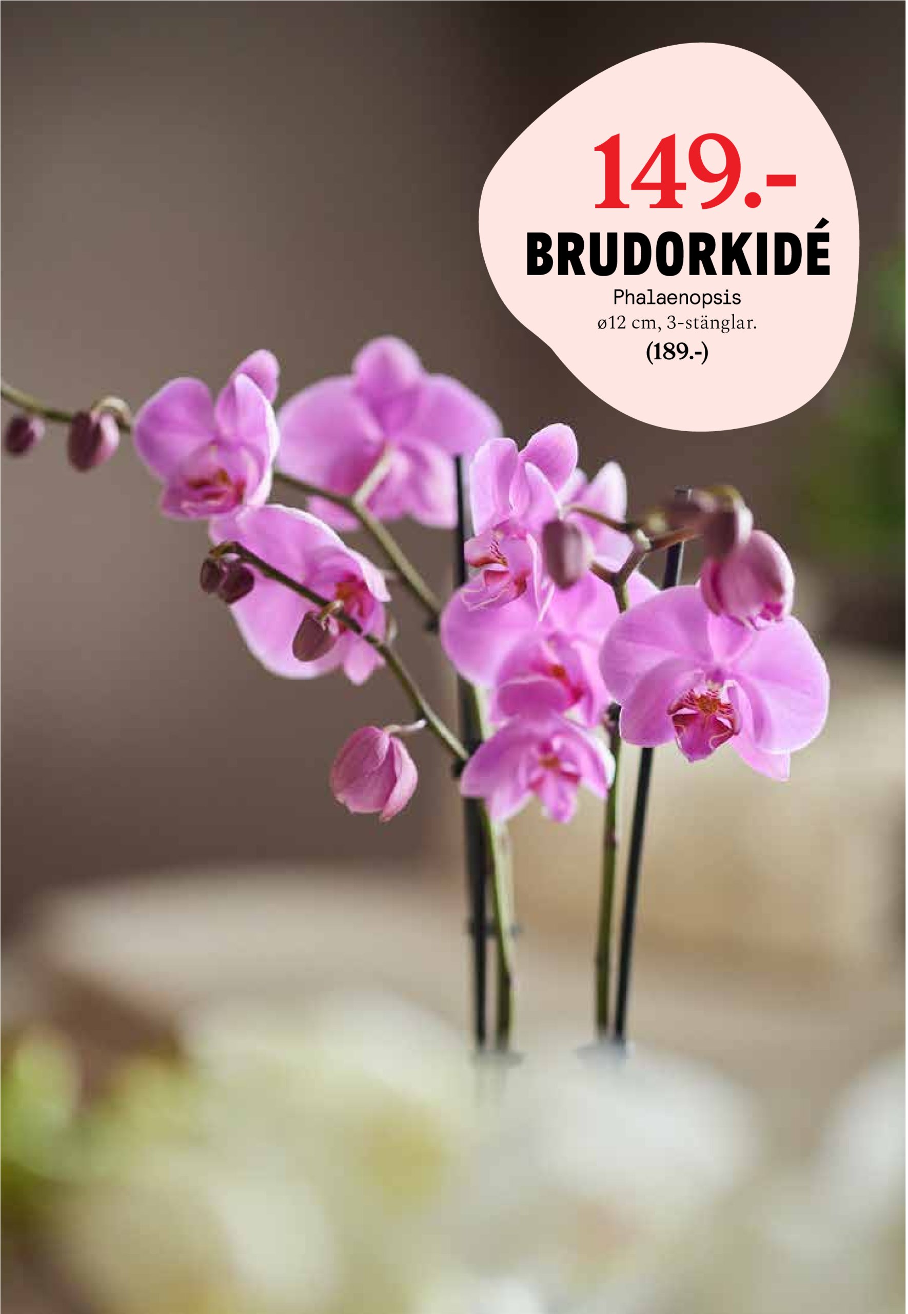 blomster-landet - Blomster Landet-reklambladet giltigt från 26/05 - 01/06 - page: 4