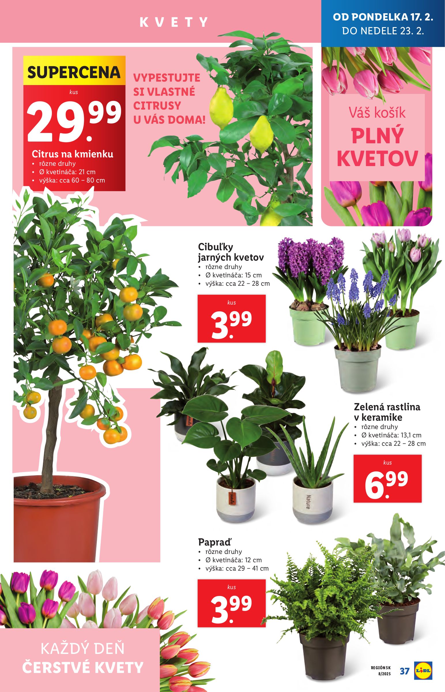 lidl - Lidl leták platný od 17.02. - 23.02. - page: 37