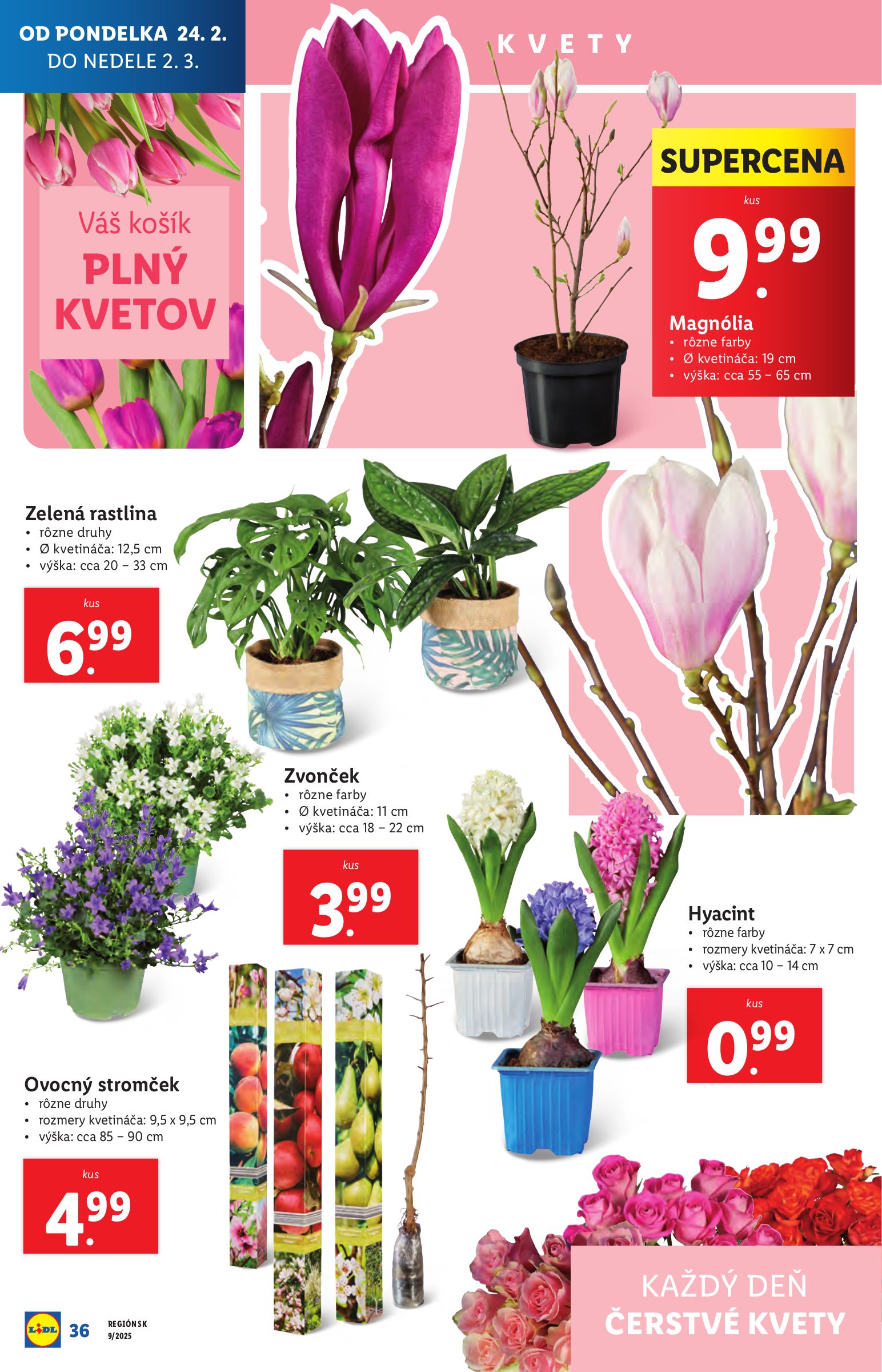 lidl - Lidl leták platný od 24.02. - 02.03. - page: 36