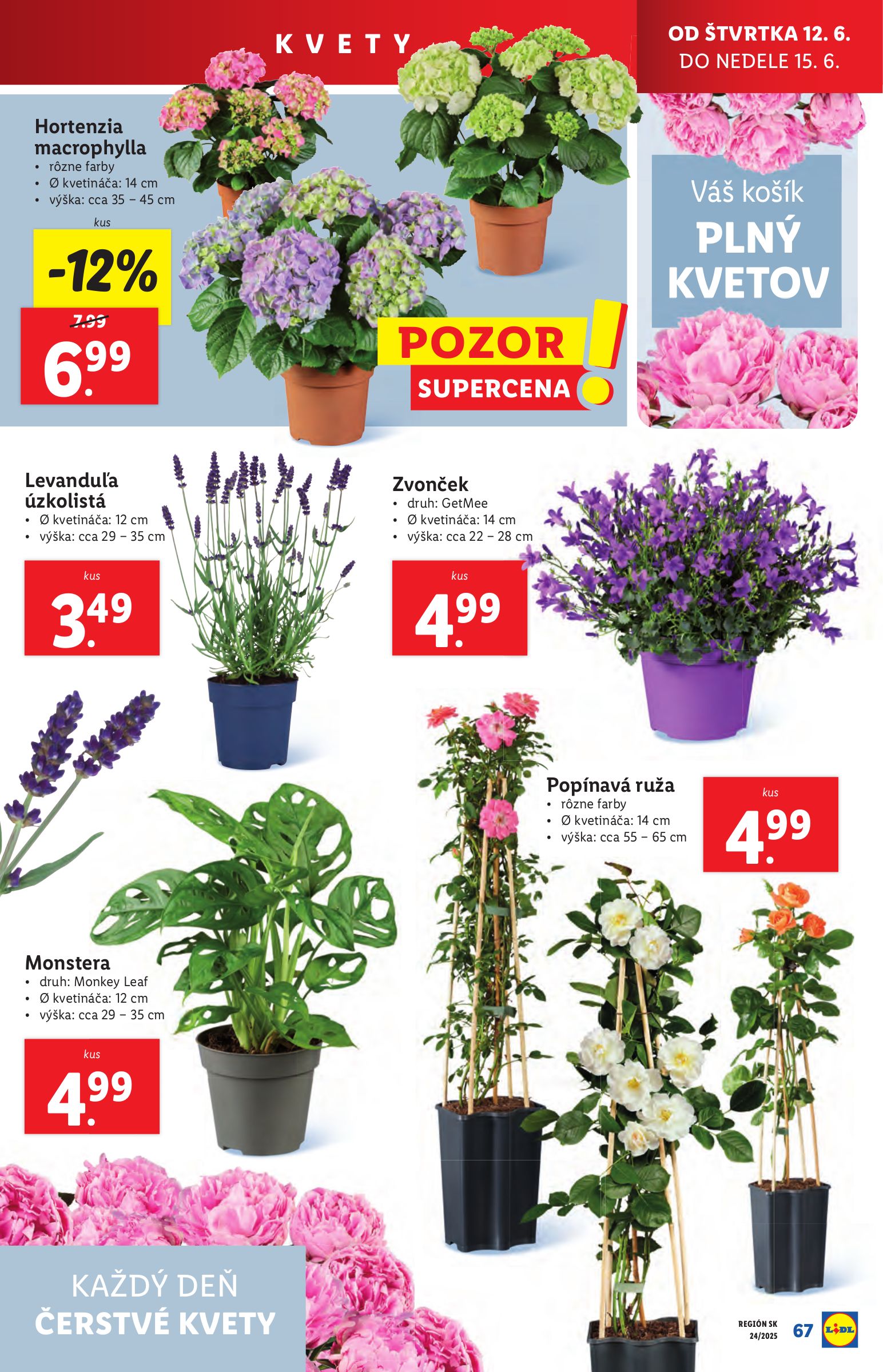 lidl - Leták Lidl platný od 09.06. do 15.06. - page: 81 lidl - Leták Lidl platný od 09.06. do 15.06. - page: 81