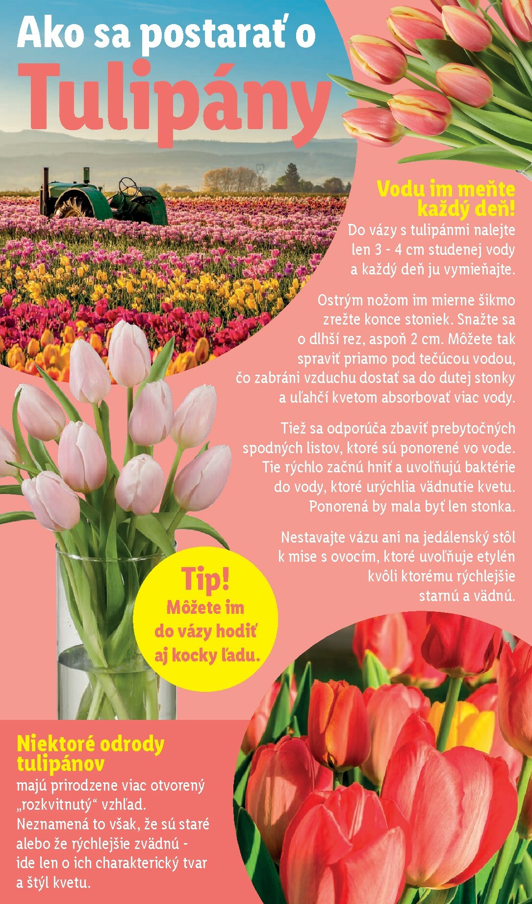 lidl - Leták Lidl platný od 16.02.2026 do 22.02.2026 - page: 36