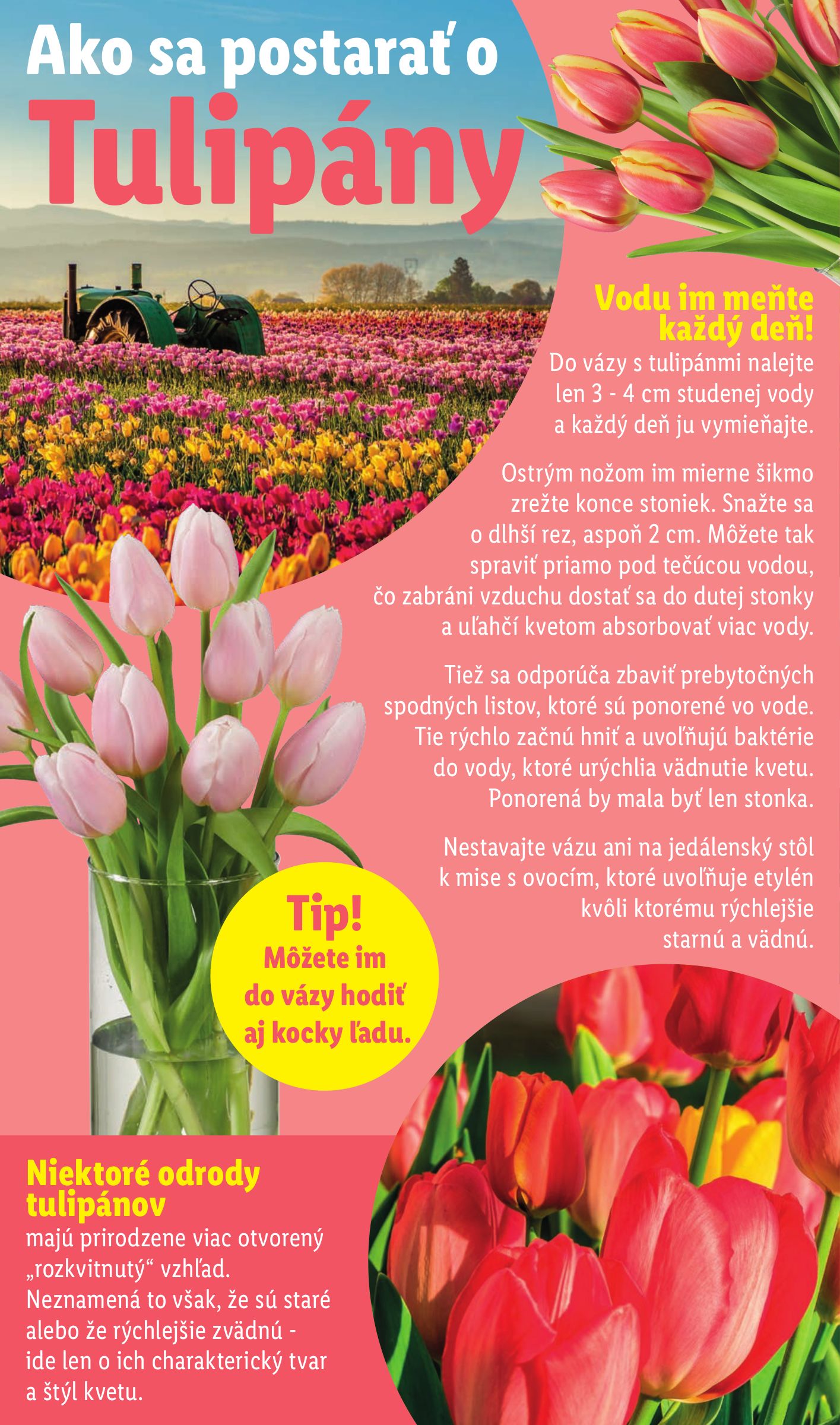 lidl - Leták Lidl platný od 19.02.2026 do 22.02.2026 - page: 69