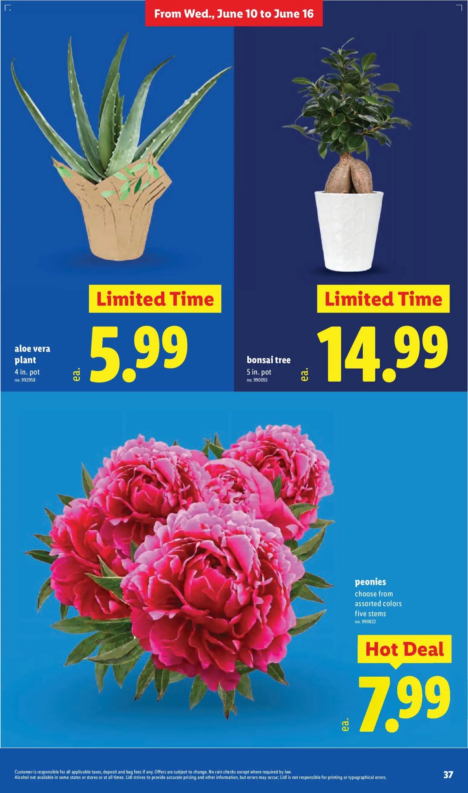 lidl - Lidl Weekly Ad - 06/10 - 06/16 2026 - page: 37
