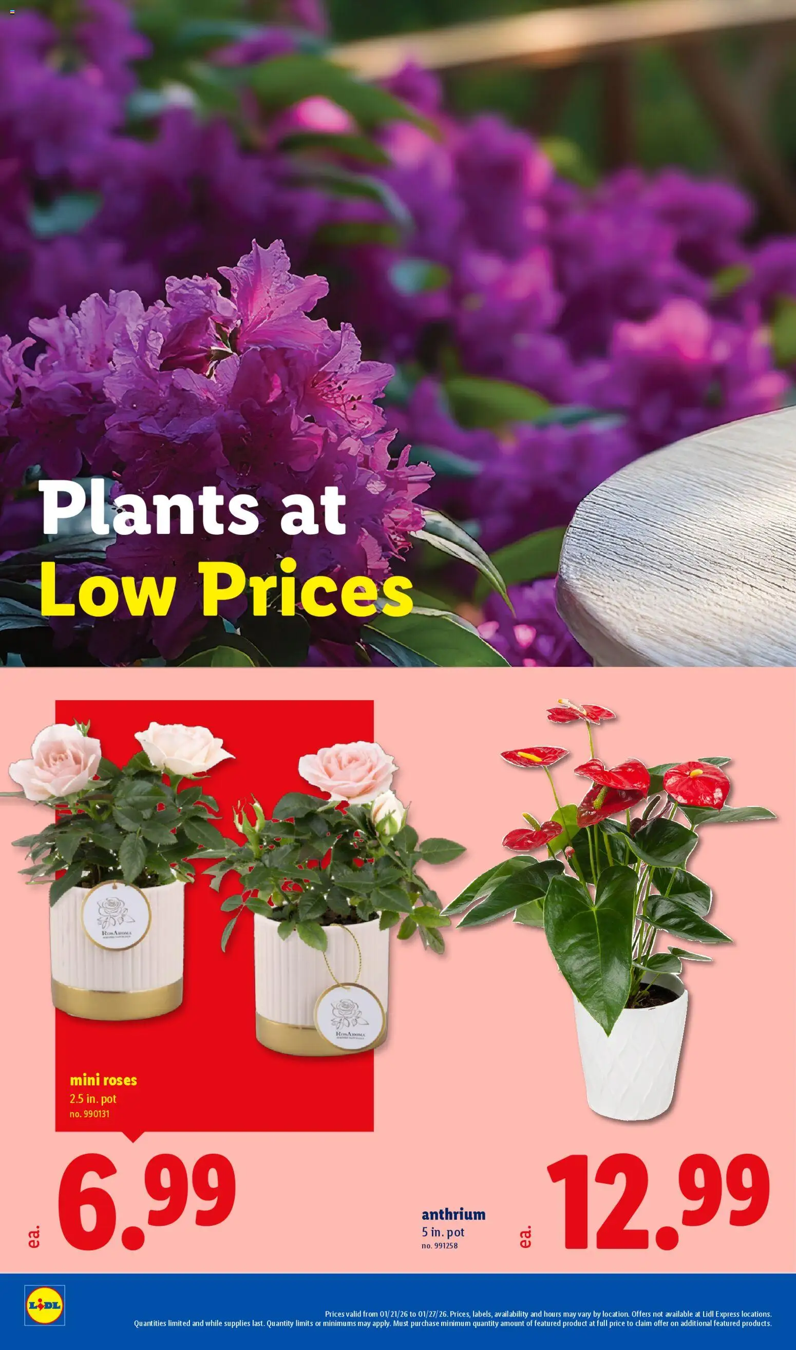 lidl - Lidl Weekly Ad - 01/21 - 01/28 2026 - page: 28