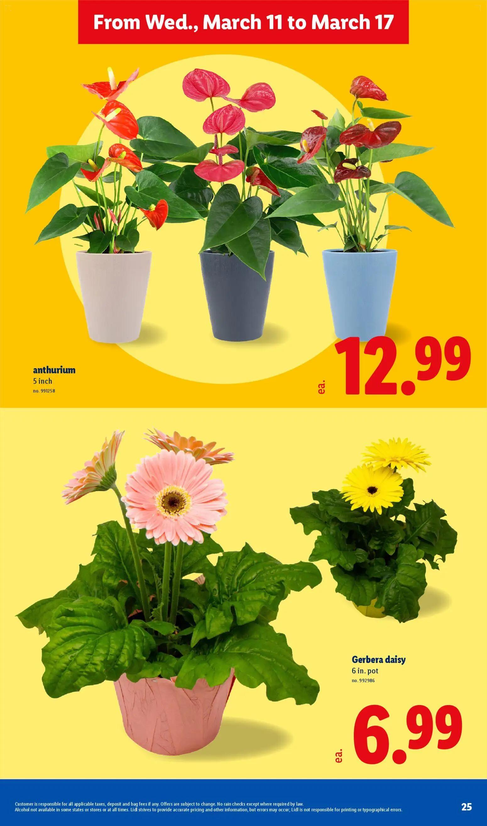 lidl - Lidl Weekly Ad - 03/11 - 03/17 2026 - page: 25